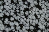 Polished Snowflake Obsidian Section - Utah #117767-1